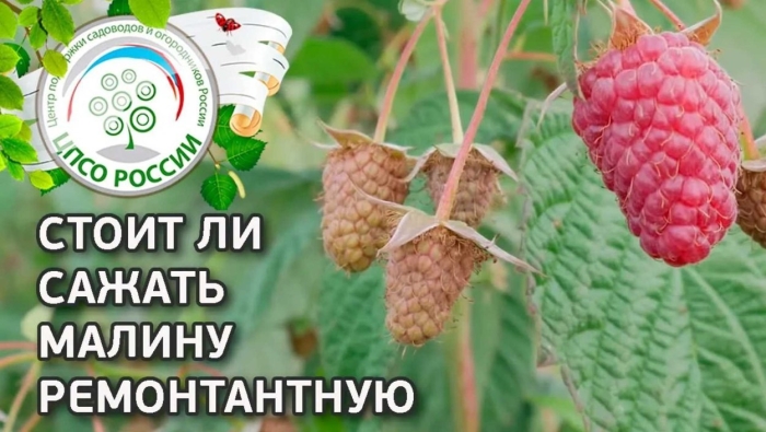 Малина ремонтантная васена