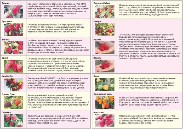 Клубника сорт