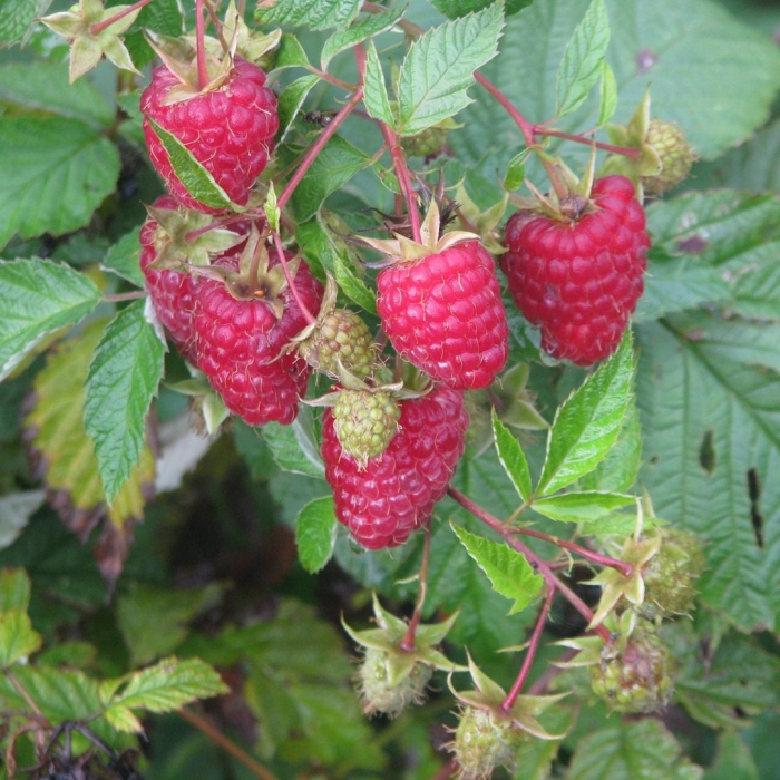 Ремонтантная малина