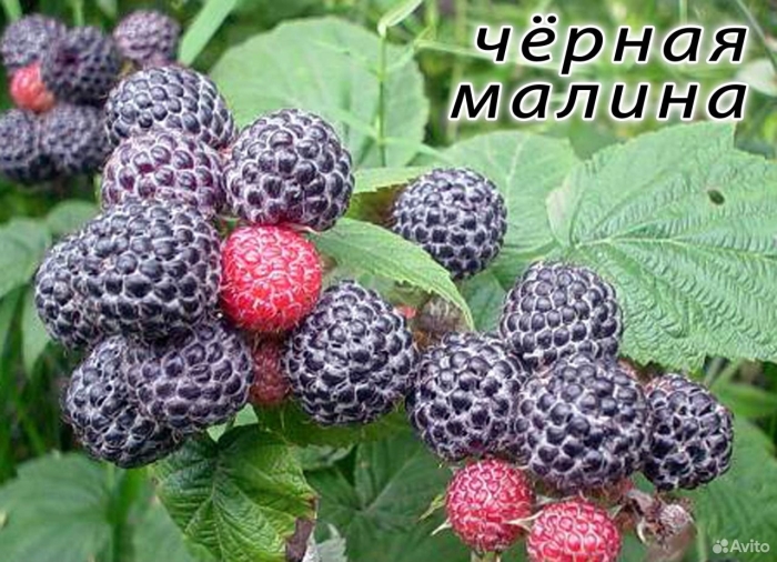 Кумберленд малина