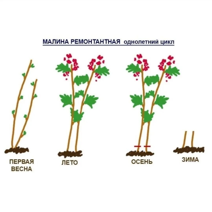 Обрезка ремонтантной малины весной