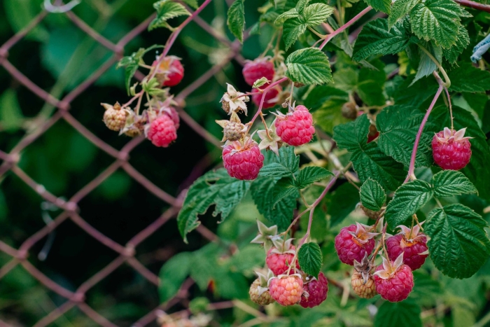 Малина куст