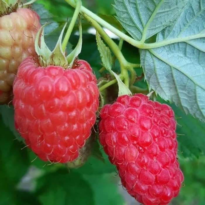 Малина ремонтантная херитейдж