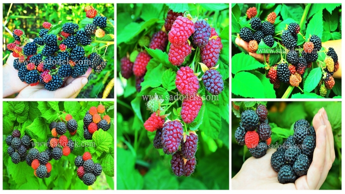 Ежевика и шелковица