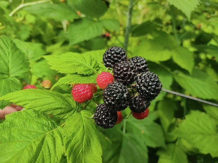 Малина черная кумберленд