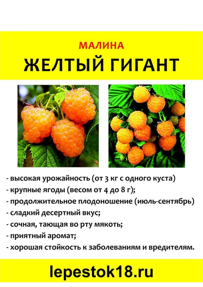 Малина ремонтантная желтый гигант