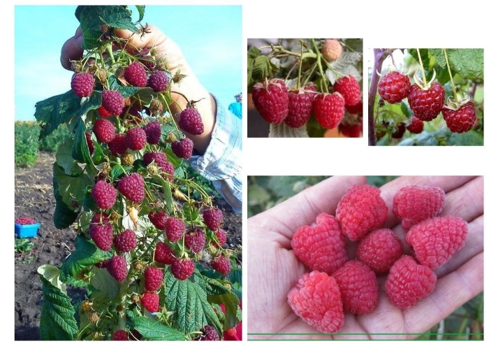 Малина ремонтантная богатырь