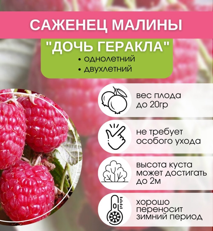 Малина ремонтантная дочь геракла