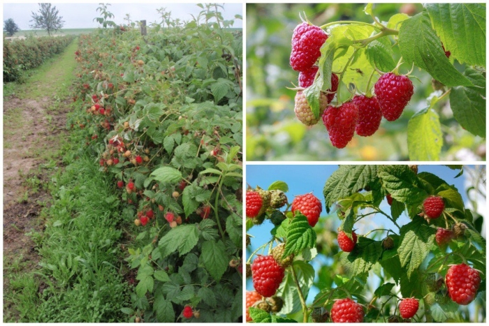 Малина ремонтантная куст