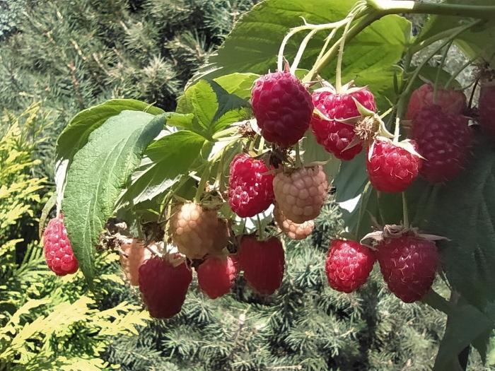 Малина ремонтантная