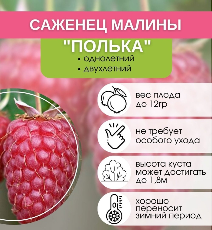 Малина полька