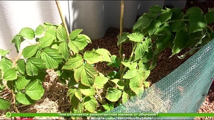 Саженец малина