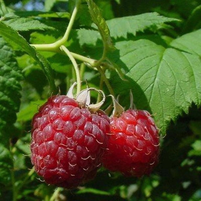 Малина сорт