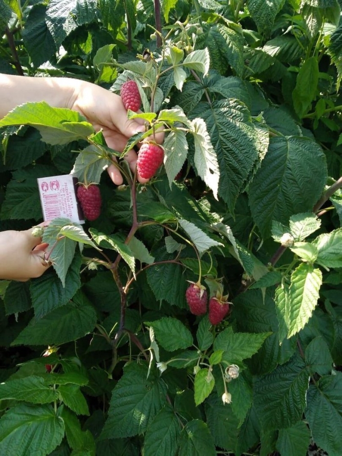 Малина ремонтантные сорта атлант