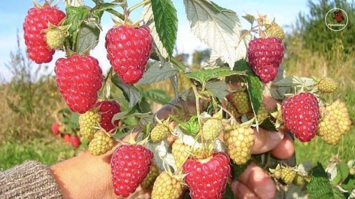 Малина ремонтантная брянское диво