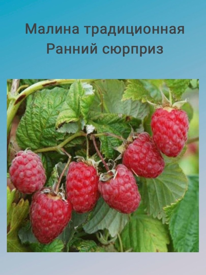 Малина зоренька алтая