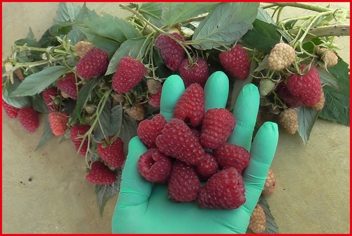 Малина ремонтантная геракл