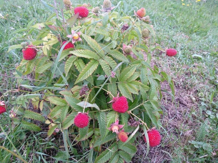 Малина земляничная тибетская
