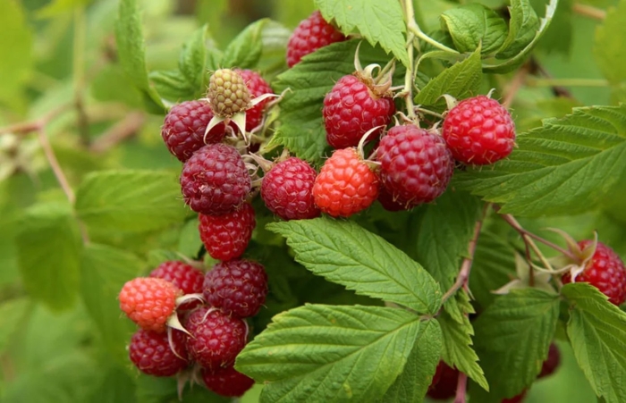 Саженцы малины глен эмпл