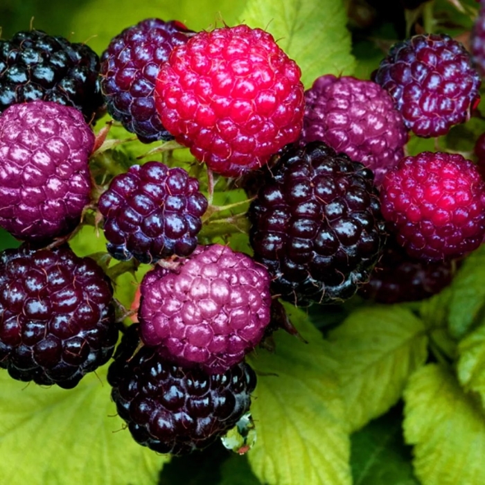 Малина черноплодная бристоль