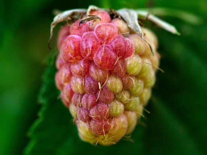 Малина земляничная