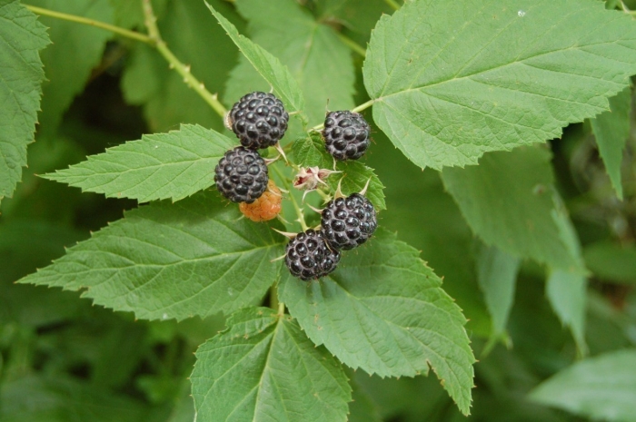 Ежемалина кумберленд