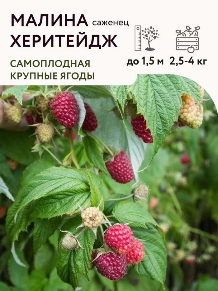 Саженцы малина ремонтантная херитейдж
