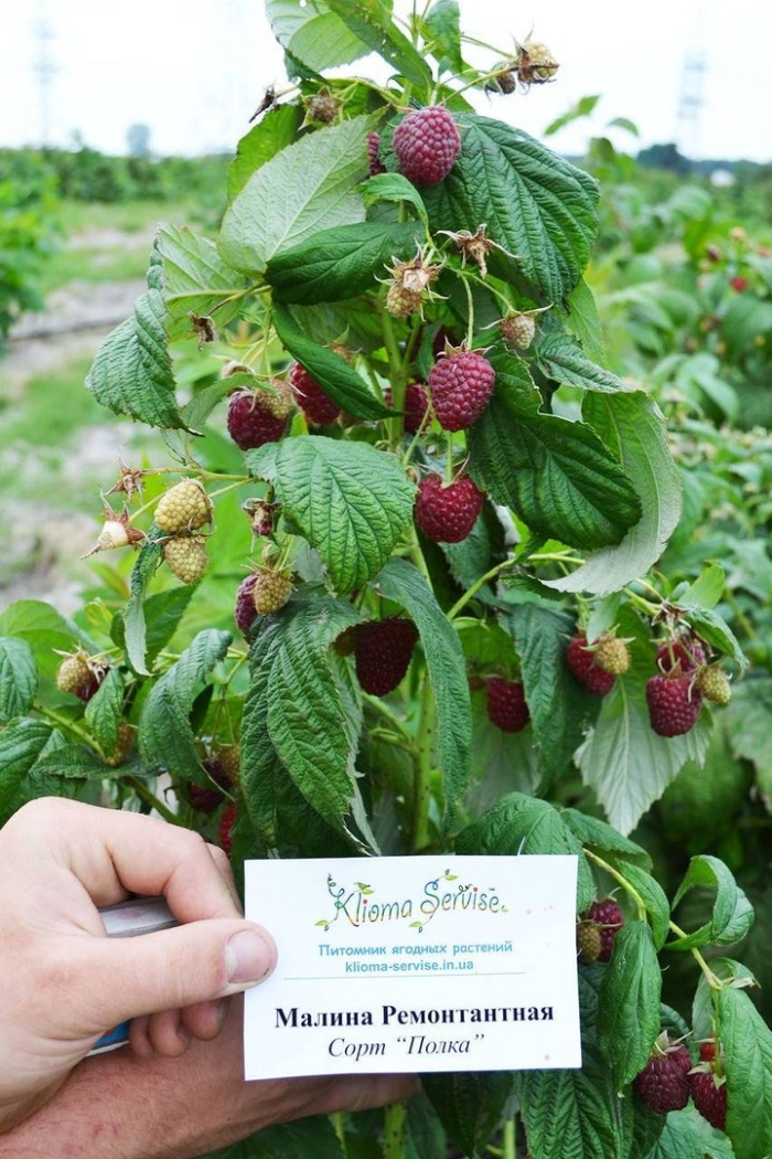 Малина ремонтантная полана