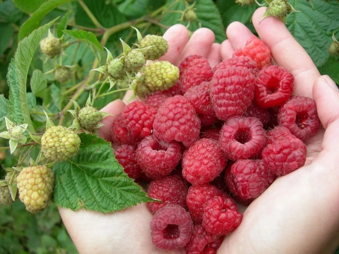 Малина сорт: лячка