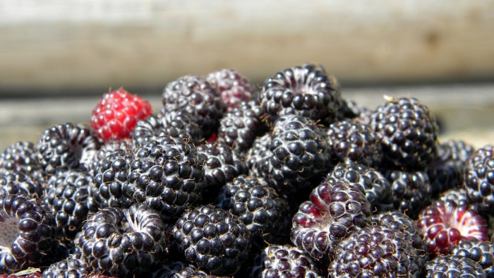 Малина черная блэк джевел