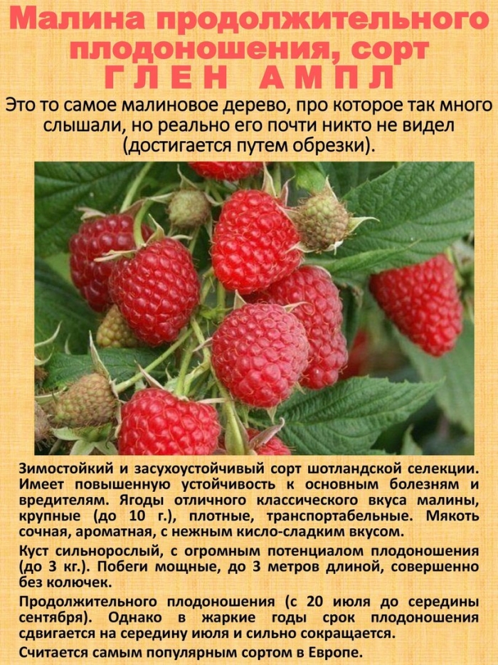 Сорт малины глен ампл