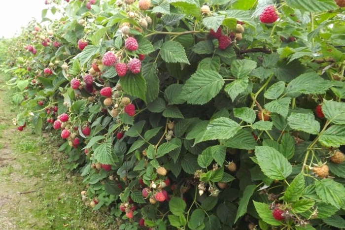 Малина глен ампл