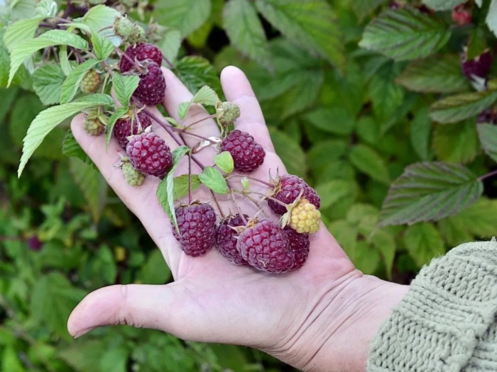 Как ухаживать за малиной