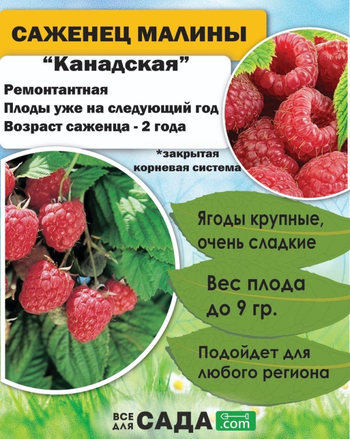 Саженцы ремонтантной малины