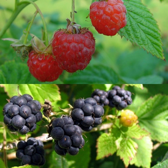 Ежемалина садовая