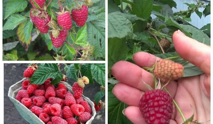 Малина ремонтантная сорт маричка