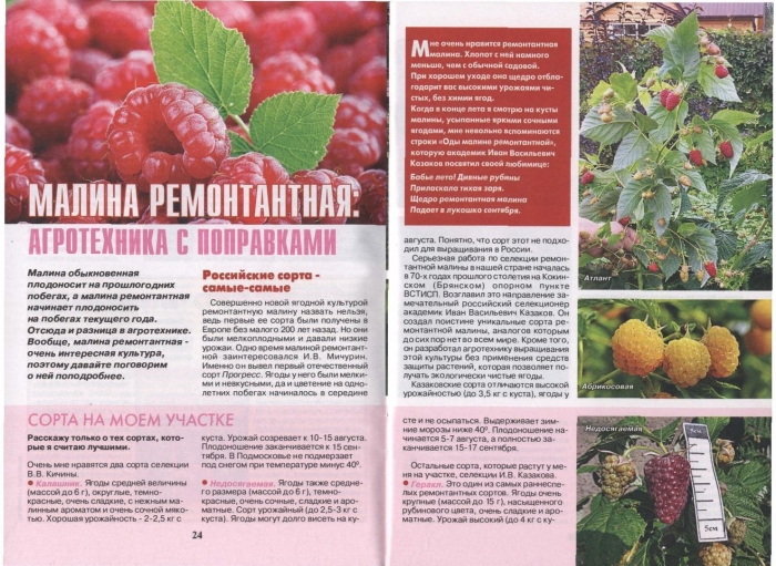 Малина ремонтантная малиновая гряда