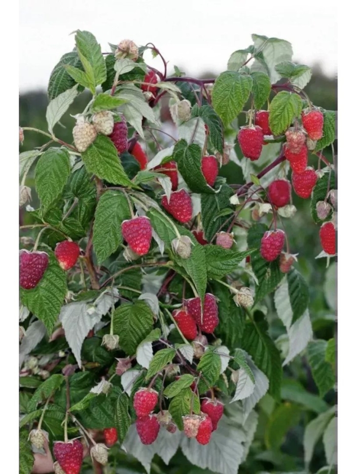 Малина ремонтантная рубиновое ожерелье