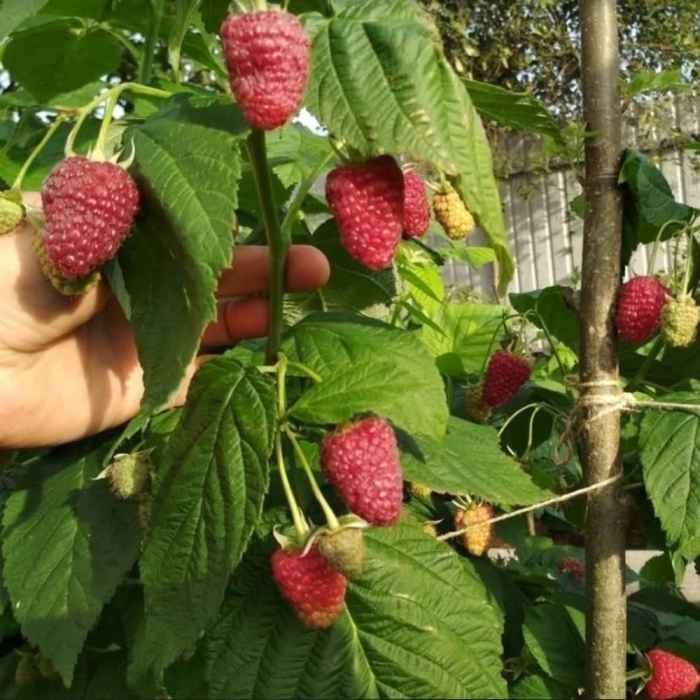 Малина дерево таруса