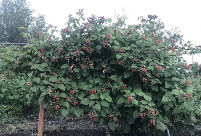 Ежемалина тайберри