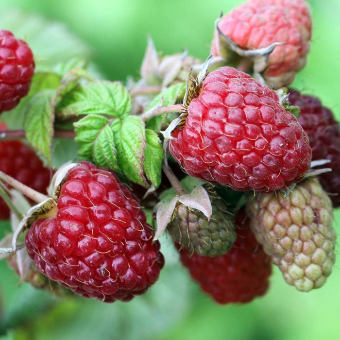 Малина ремонтантная васена