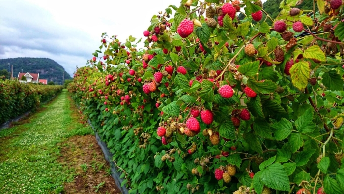 Малина штамбовая таруса малиновое дерево