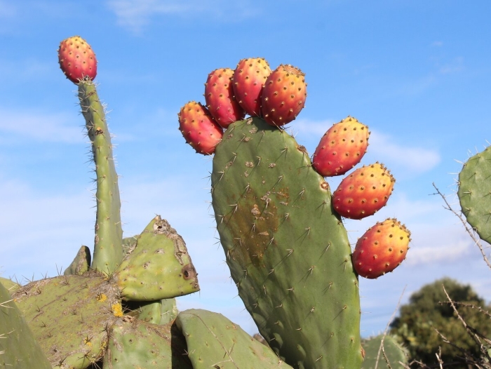 Опунция индийская кактус