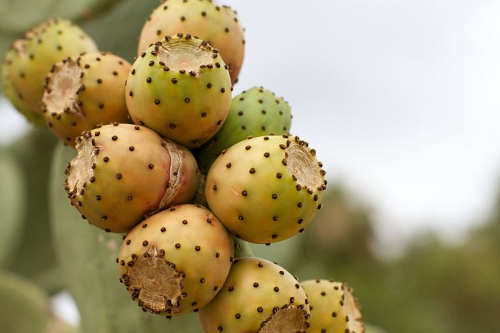 Prickly pear cactus