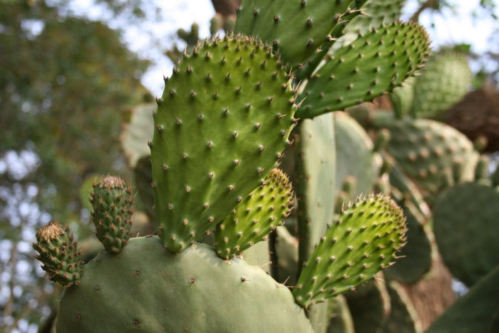 Prickly pear cactus