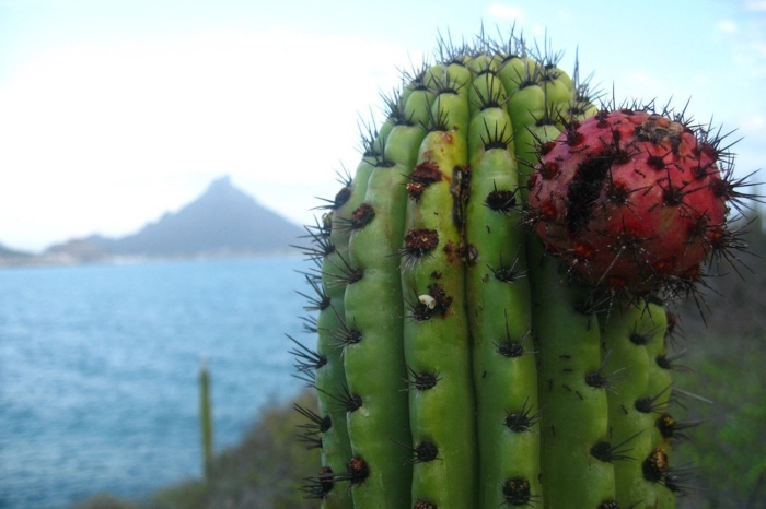 Кактус питахайя