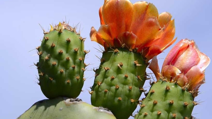 Опунция индийская opuntia ficus-indica