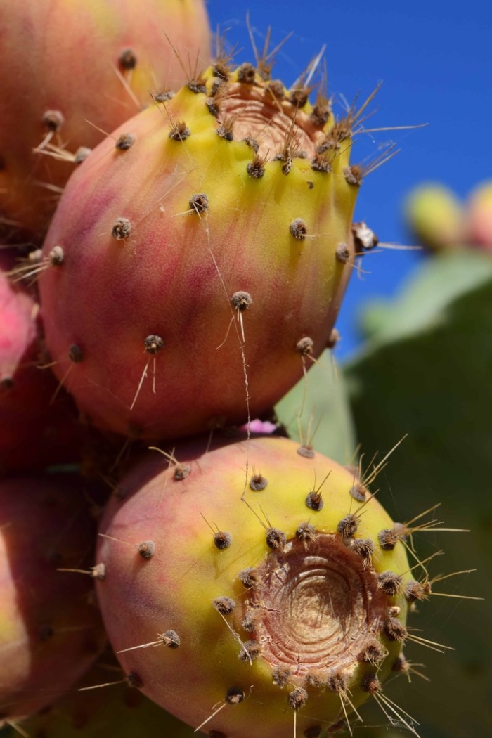 Кактус опунция фрукт