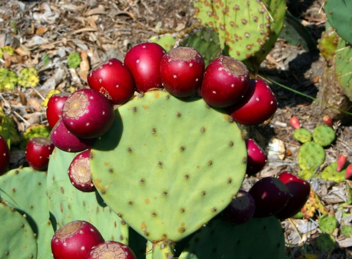 Prickly pear
