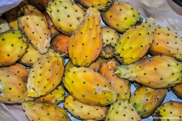 Опунция инжирная кактус